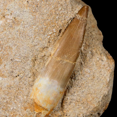 XL 2.1" Plesiosaur Zarafasaura Tooth Fossil In Matrix Cretaceous Dinosaur Era COA - Fossil Age Minerals