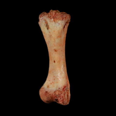 0.5" Dromaeosaurid Raptor Fossil Limb Toe Bone Cretaceous Dinosaur COA, Display