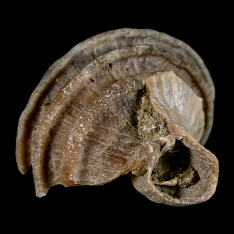 1.8" Ecphora Gardnerae Gastropod Fossil Shell Lee Creek Miocene Epoch North Carolina - Fossil Age Minerals
