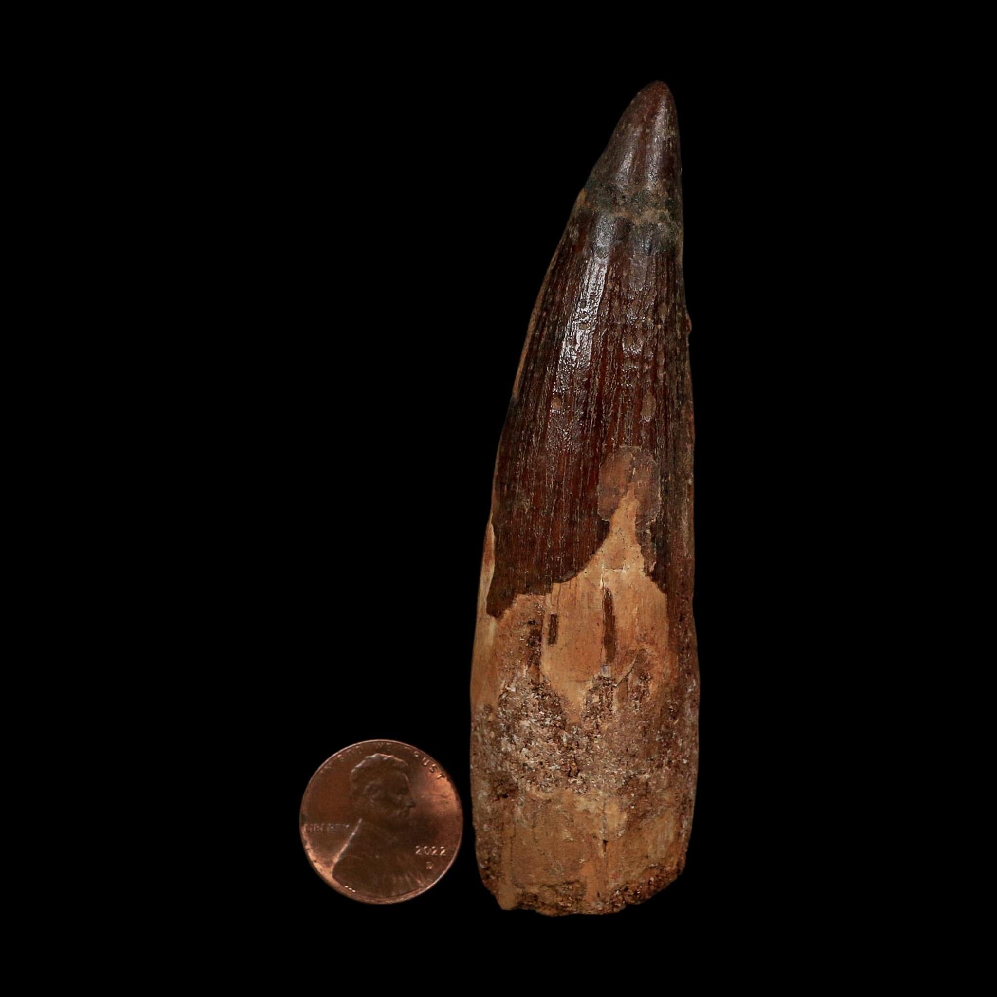 XL 3.7" Spinosaurus Fossil Tooth 100 Million Years Old Cretaceous Dinosaur COA - Fossil Age Minerals