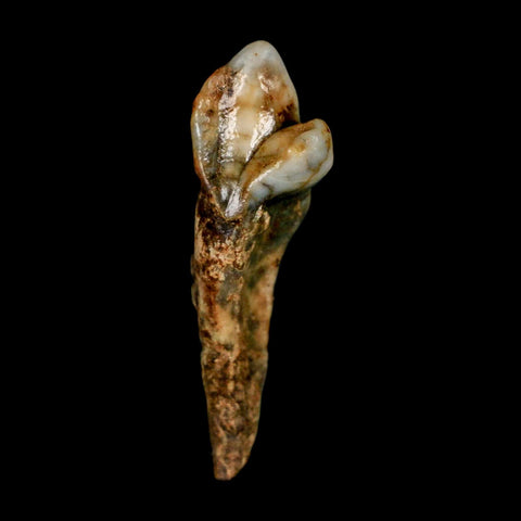 1.7" Extinct Cave Bear Ursus Spelaeus Incisor Tooth Rooted Pleistocene Age COA, Stand