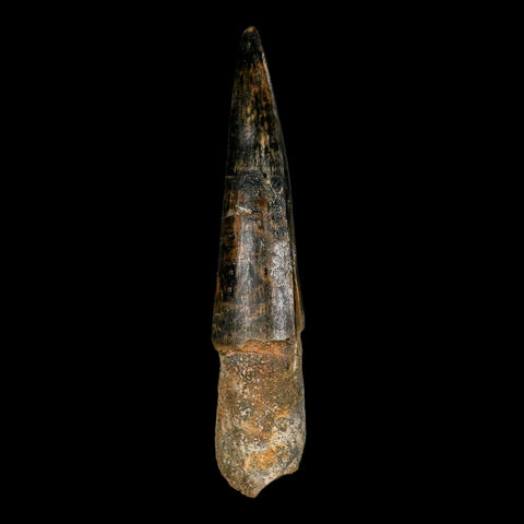 XL 3.9" Spinosaurus Fossil Tooth 100 Million Years Old Cretaceous Dinosaur COA - Fossil Age Minerals