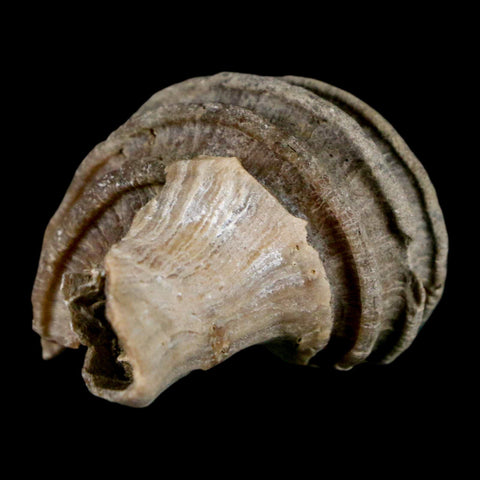 1.8" Ecphora Gardnerae Gastropod Fossil Shell Lee Creek Miocene Epoch North Carolina - Fossil Age Minerals