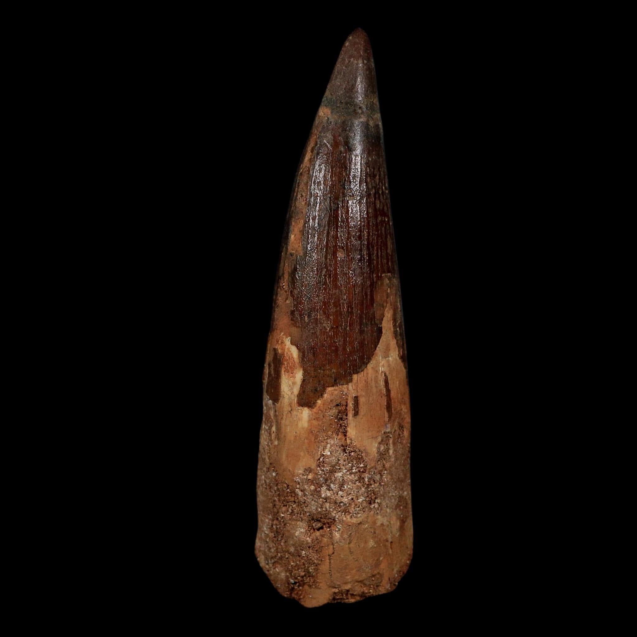XL 3.7" Spinosaurus Fossil Tooth 100 Million Years Old Cretaceous Dinosaur COA - Fossil Age Minerals