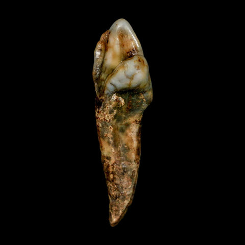 1.7" Extinct Cave Bear Ursus Spelaeus Incisor Tooth Rooted Pleistocene Age COA, Stand