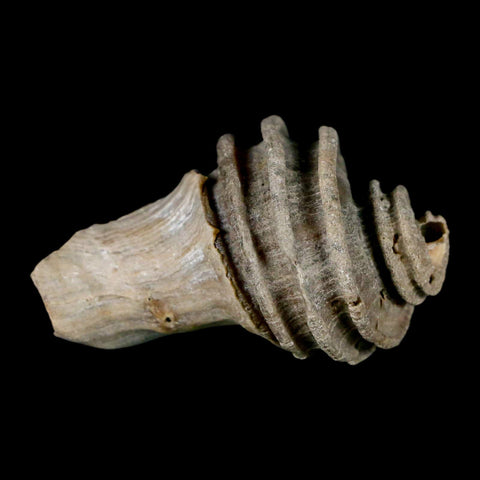 1.8" Ecphora Gardnerae Gastropod Fossil Shell Lee Creek Miocene Epoch North Carolina - Fossil Age Minerals