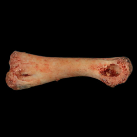 0.5" Dromaeosaurid Raptor Fossil Limb Toe Bone Cretaceous Dinosaur COA, Display