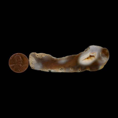 3" Agatized Coral Slabs Fossil Oligocene and Miocene Epochs Suwannee River Florida