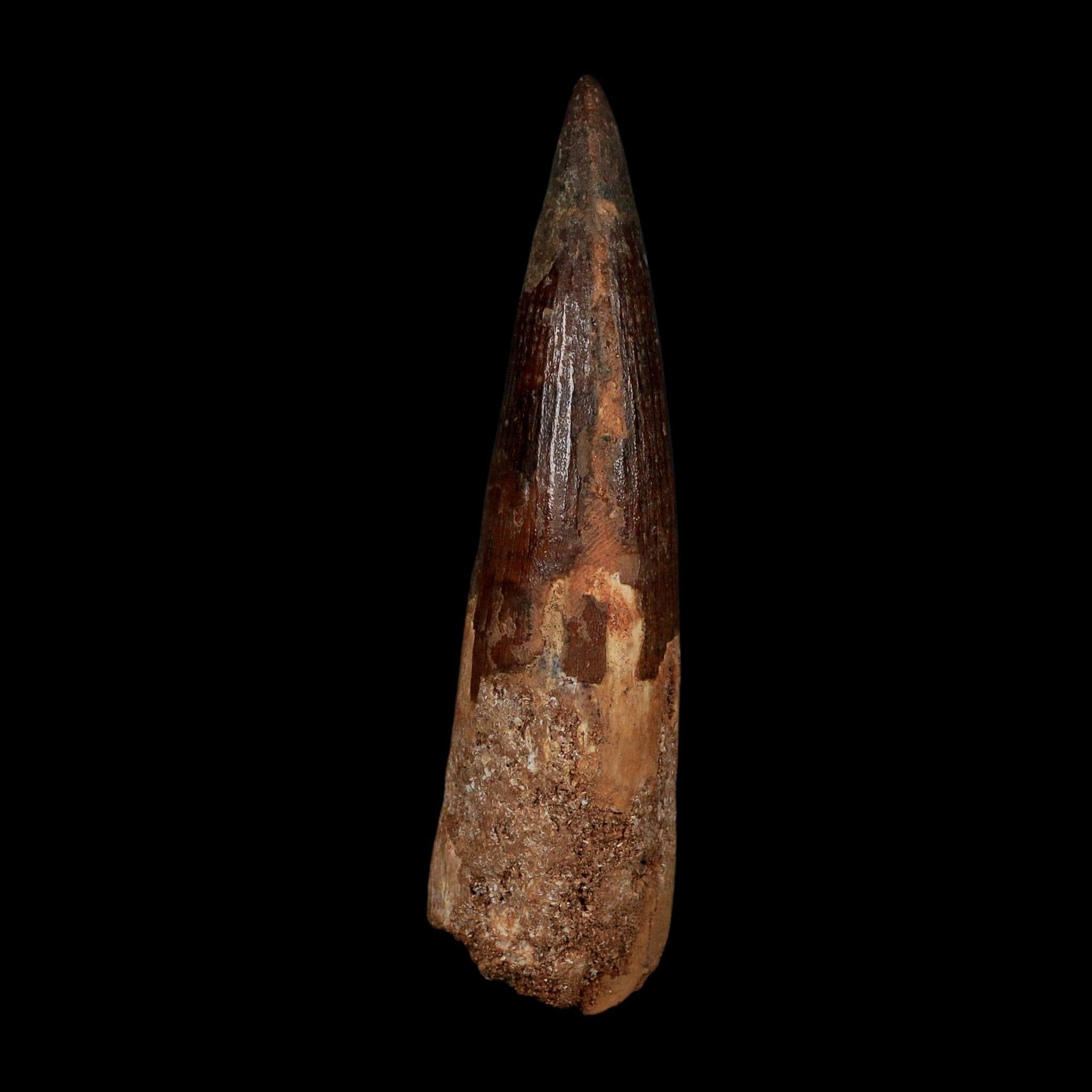 XL 3.7" Spinosaurus Fossil Tooth 100 Million Years Old Cretaceous Dinosaur COA - Fossil Age Minerals