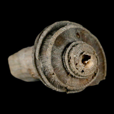 1.8" Ecphora Gardnerae Gastropod Fossil Shell Lee Creek Miocene Epoch North Carolina - Fossil Age Minerals