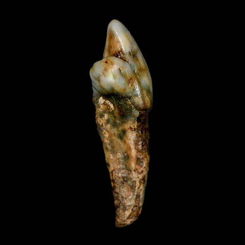 1.7" Extinct Cave Bear Ursus Spelaeus Incisor Tooth Rooted Pleistocene Age COA, Stand