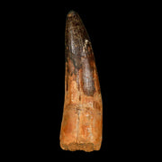 XL 3.9" Spinosaurus Fossil Tooth 100 Million Years Old Cretaceous Dinosaur COA