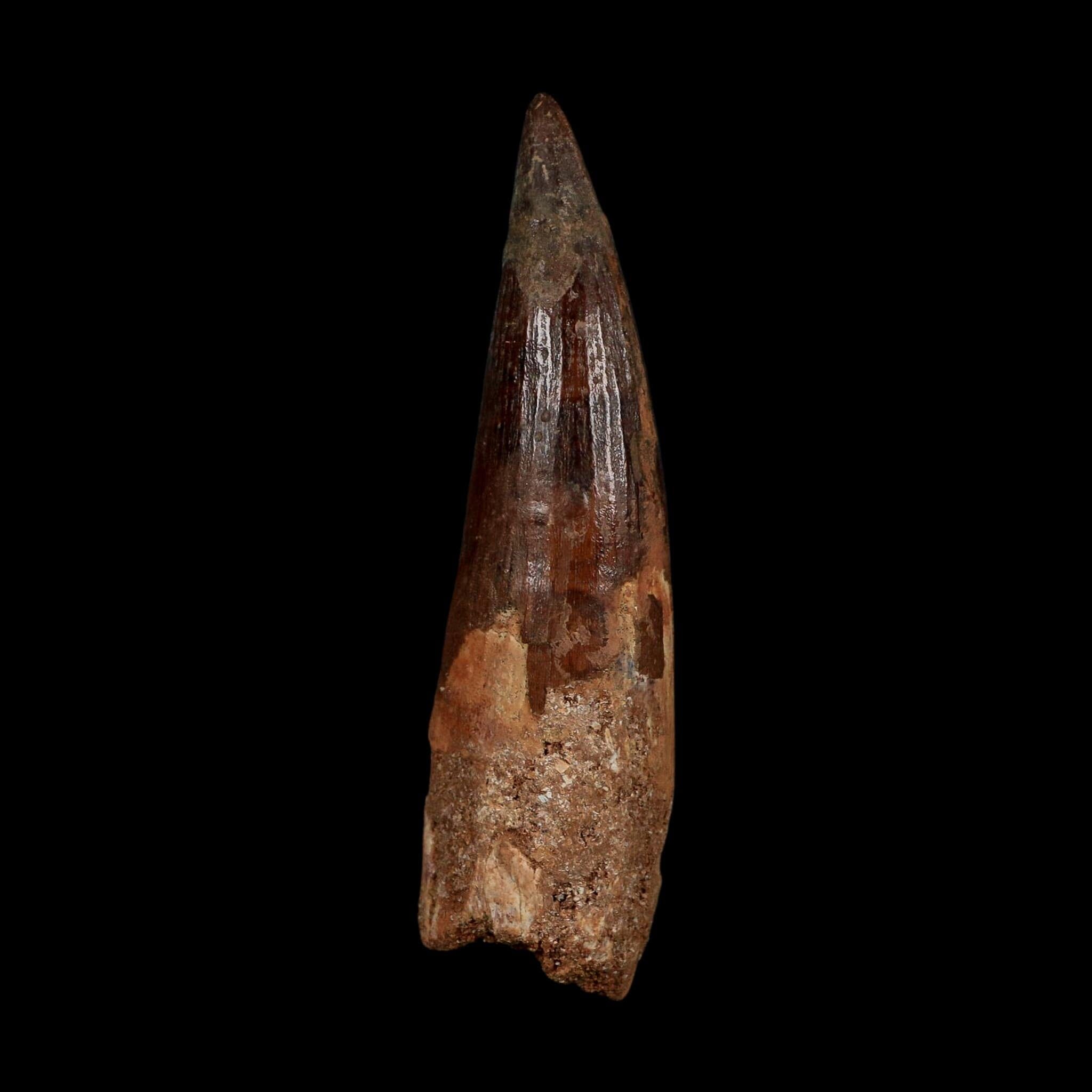 XL 3.7" Spinosaurus Fossil Tooth 100 Million Years Old Cretaceous Dinosaur COA - Fossil Age Minerals