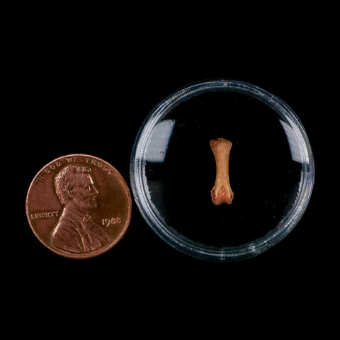 0.5" Dromaeosaurid Raptor Fossil Limb Toe Bone Cretaceous Dinosaur COA, Display