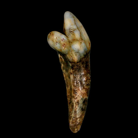 1.7" Extinct Cave Bear Ursus Spelaeus Incisor Tooth Rooted Pleistocene Age COA, Stand