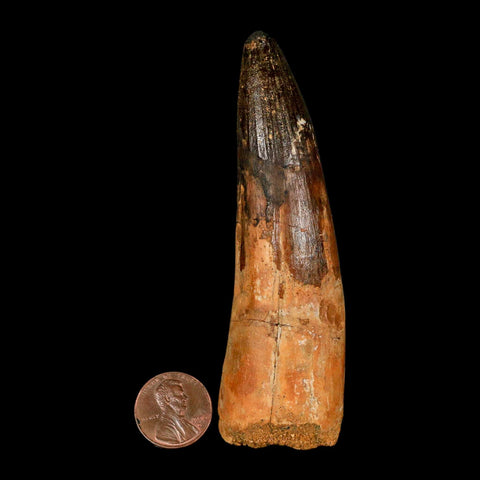 XL 3.9" Spinosaurus Fossil Tooth 100 Million Years Old Cretaceous Dinosaur COA - Fossil Age Minerals