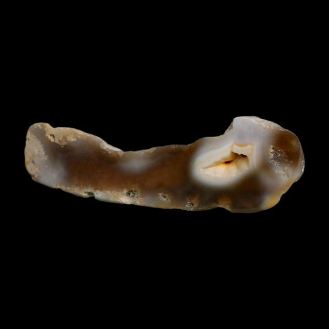 3" Agatized Coral Slabs Fossil Oligocene and Miocene Epochs Suwannee River Florida