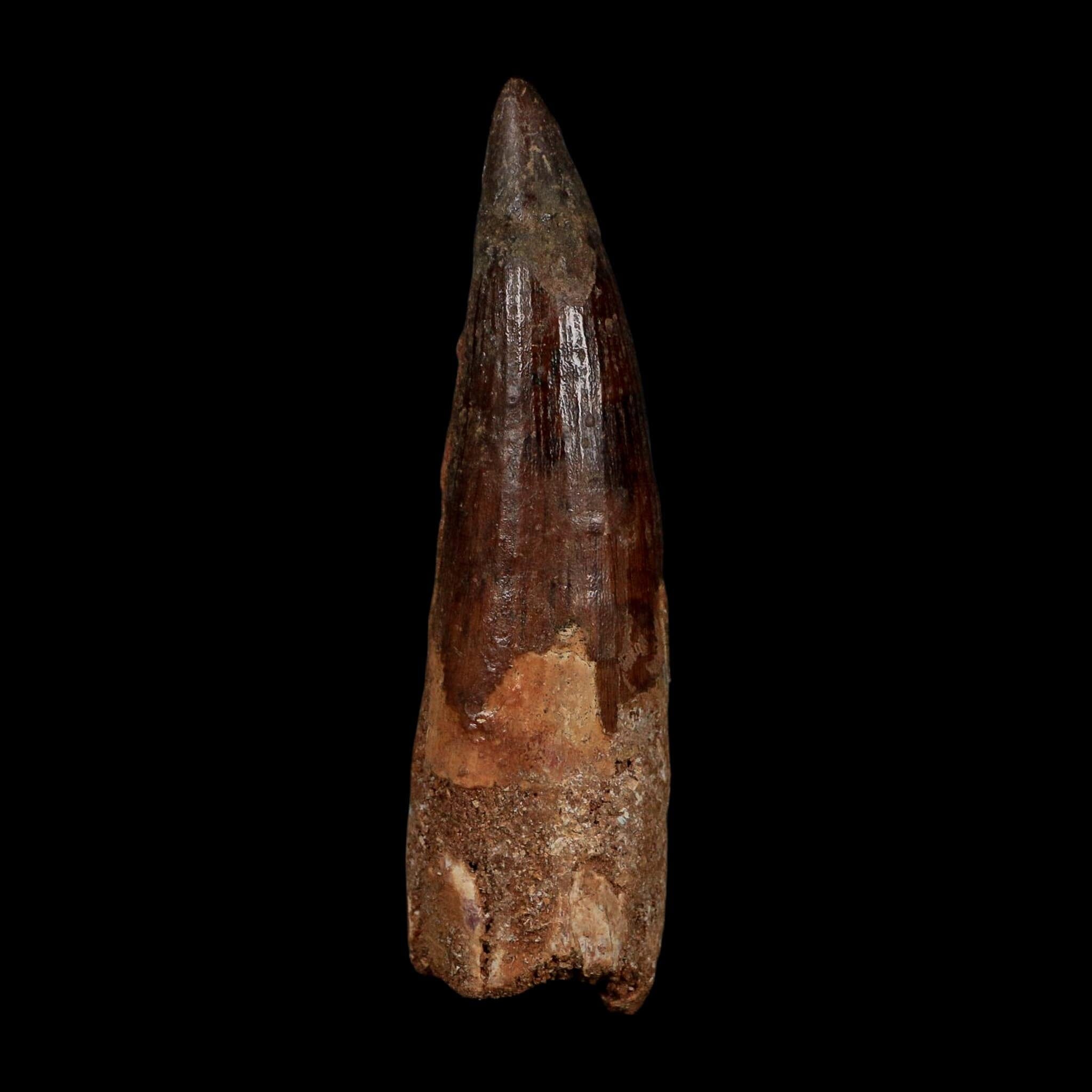 XL 3.7" Spinosaurus Fossil Tooth 100 Million Years Old Cretaceous Dinosaur COA - Fossil Age Minerals