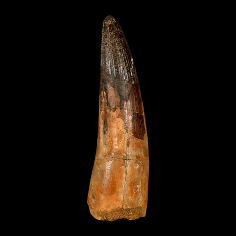 XL 3.9" Spinosaurus Fossil Tooth 100 Million Years Old Cretaceous Dinosaur COA - Fossil Age Minerals