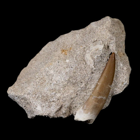1.9" Plesiosaur Zarafasaura Tooth Fossil In Matrix Cretaceous Dinosaur Era COA - Fossil Age Minerals