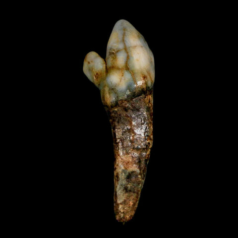 1.7" Extinct Cave Bear Ursus Spelaeus Incisor Tooth Rooted Pleistocene Age COA, Stand
