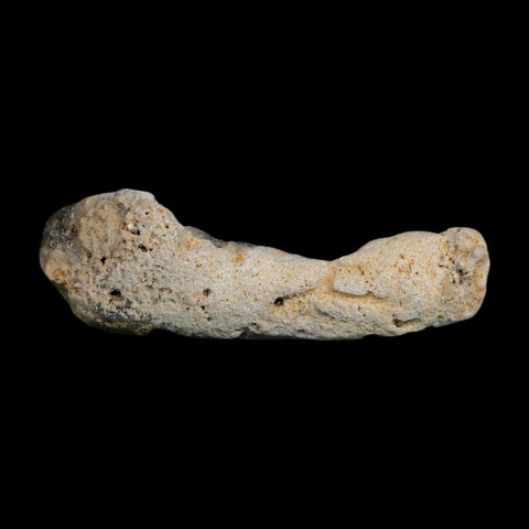 3" Agatized Coral Slabs Fossil Oligocene and Miocene Epochs Suwannee River Florida