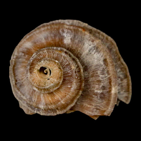 1.6" Ecphora Gardnerae Gastropod Fossil Shell Lee Creek Miocene Epoch North Carolina - Fossil Age Minerals