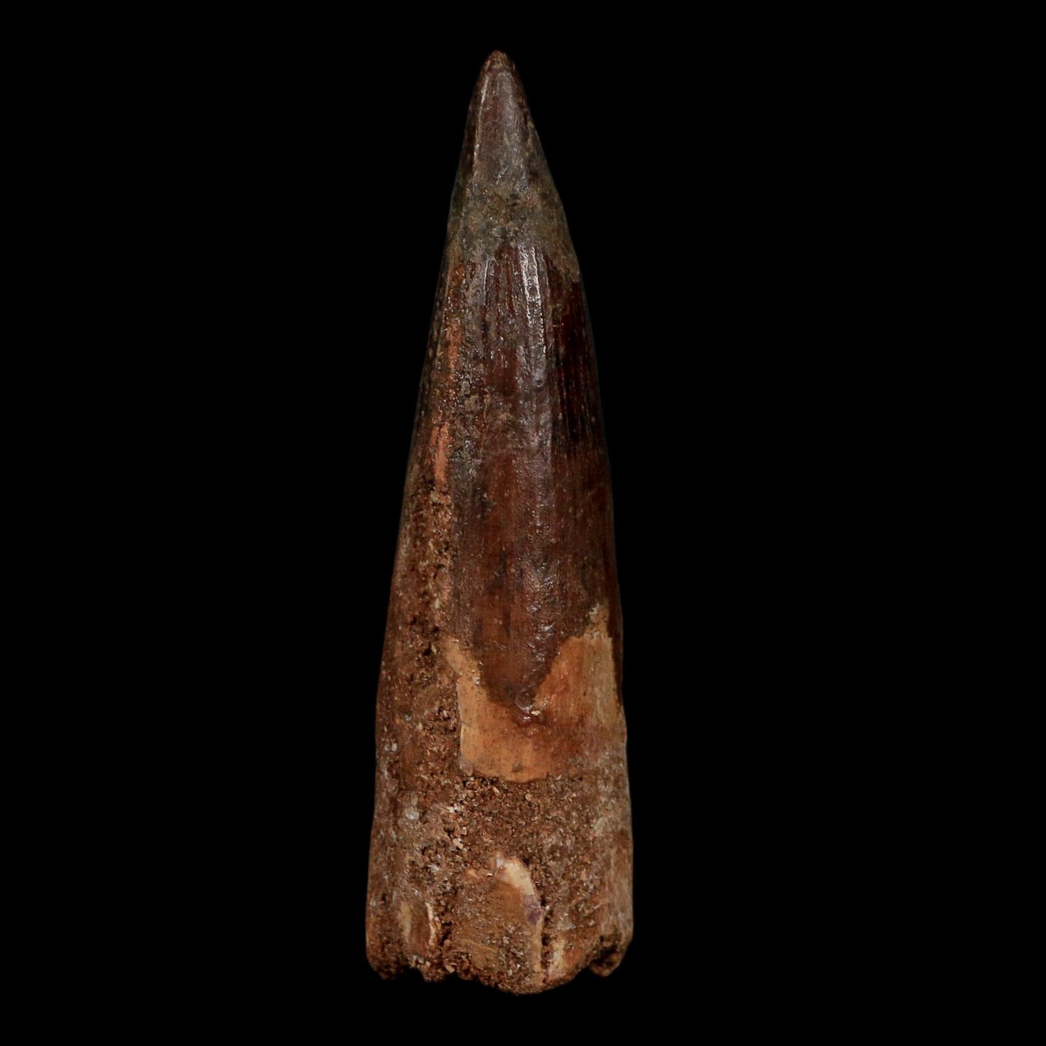 XL 3.7" Spinosaurus Fossil Tooth 100 Million Years Old Cretaceous Dinosaur COA - Fossil Age Minerals