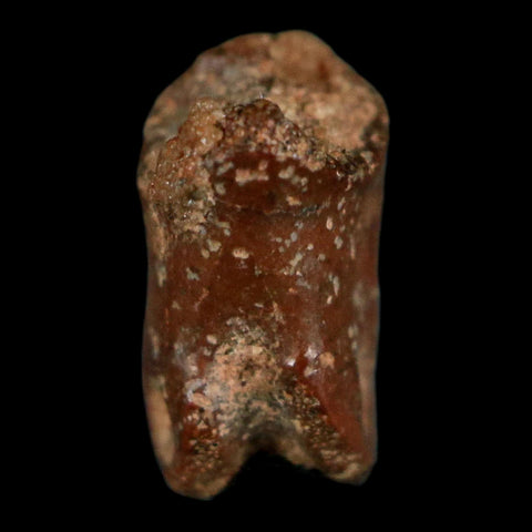 0.4" Dromaeosaurid Raptor Fossil Limb Toe Bone Cretaceous Dinosaur COA, Display