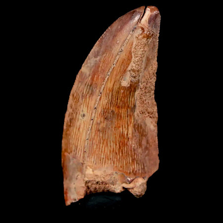 1.6" Carcharodontosaurus Fossil Tooth Cretaceous Dinosaur Morocco COA, Stand