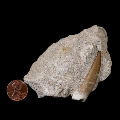 1.9" Plesiosaur Zarafasaura Tooth Fossil In Matrix Cretaceous Dinosaur Era COA - Fossil Age Minerals