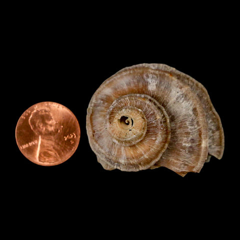 1.6" Ecphora Gardnerae Gastropod Fossil Shell Lee Creek Miocene Epoch North Carolina - Fossil Age Minerals