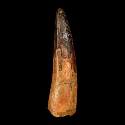 XL 3.9" Spinosaurus Fossil Tooth 100 Million Years Old Cretaceous Dinosaur COA - Fossil Age Minerals