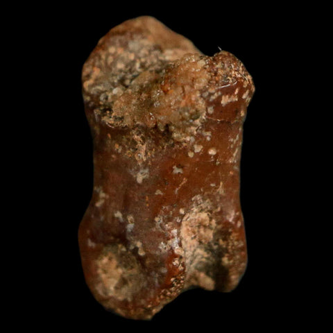 0.4" Dromaeosaurid Raptor Fossil Limb Toe Bone Cretaceous Dinosaur COA, Display