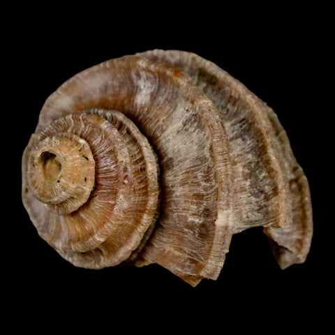 1.6" Ecphora Gardnerae Gastropod Fossil Shell Lee Creek Miocene Epoch North Carolina - Fossil Age Minerals