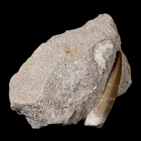1.9" Plesiosaur Zarafasaura Tooth Fossil In Matrix Cretaceous Dinosaur Era COA - Fossil Age Minerals