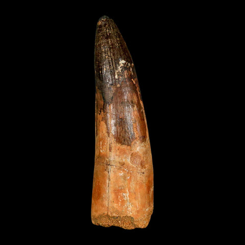 XL 3.9" Spinosaurus Fossil Tooth 100 Million Years Old Cretaceous Dinosaur COA - Fossil Age Minerals