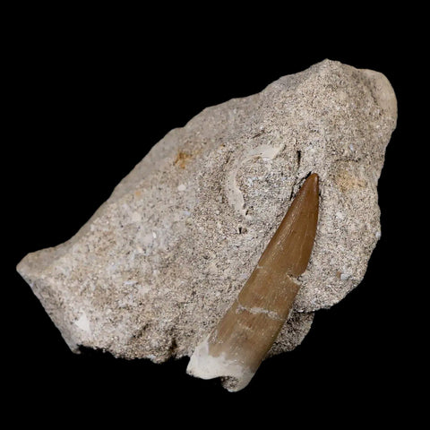 1.9" Plesiosaur Zarafasaura Tooth Fossil In Matrix Cretaceous Dinosaur Era COA - Fossil Age Minerals