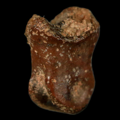 0.4" Dromaeosaurid Raptor Fossil Limb Toe Bone Cretaceous Dinosaur COA, Display