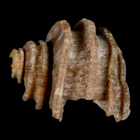 1.6" Ecphora Gardnerae Gastropod Fossil Shell Lee Creek Miocene Epoch North Carolina - Fossil Age Minerals