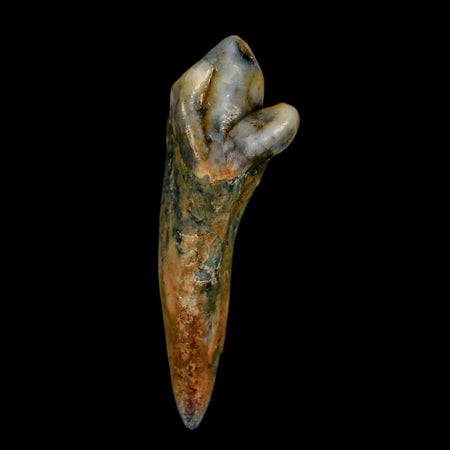 1.5" Extinct Cave Bear Ursus Spelaeus Incisor Tooth Rooted Pleistocene Age COA, Stand