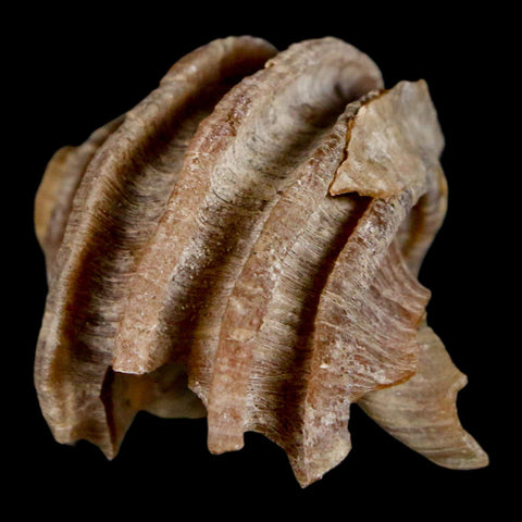 1.6" Ecphora Gardnerae Gastropod Fossil Shell Lee Creek Miocene Epoch North Carolina - Fossil Age Minerals