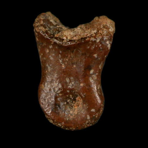 0.4" Dromaeosaurid Raptor Fossil Limb Toe Bone Cretaceous Dinosaur COA, Display