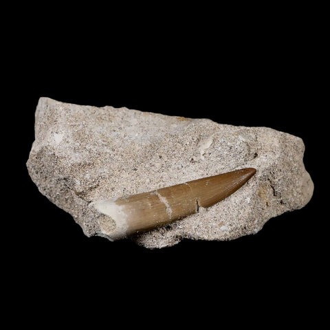 1.9" Plesiosaur Zarafasaura Tooth Fossil In Matrix Cretaceous Dinosaur Era COA - Fossil Age Minerals