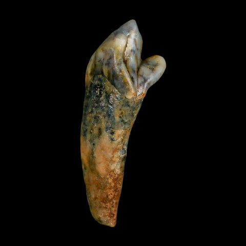 1.5" Extinct Cave Bear Ursus Spelaeus Incisor Tooth Rooted Pleistocene Age COA, Stand