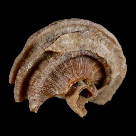 1.6" Ecphora Gardnerae Gastropod Fossil Shell Lee Creek Miocene Epoch North Carolina - Fossil Age Minerals