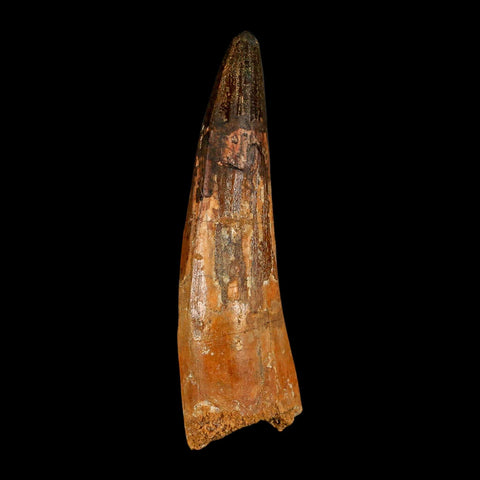 XL 3.9" Spinosaurus Fossil Tooth 100 Million Years Old Cretaceous Dinosaur COA - Fossil Age Minerals