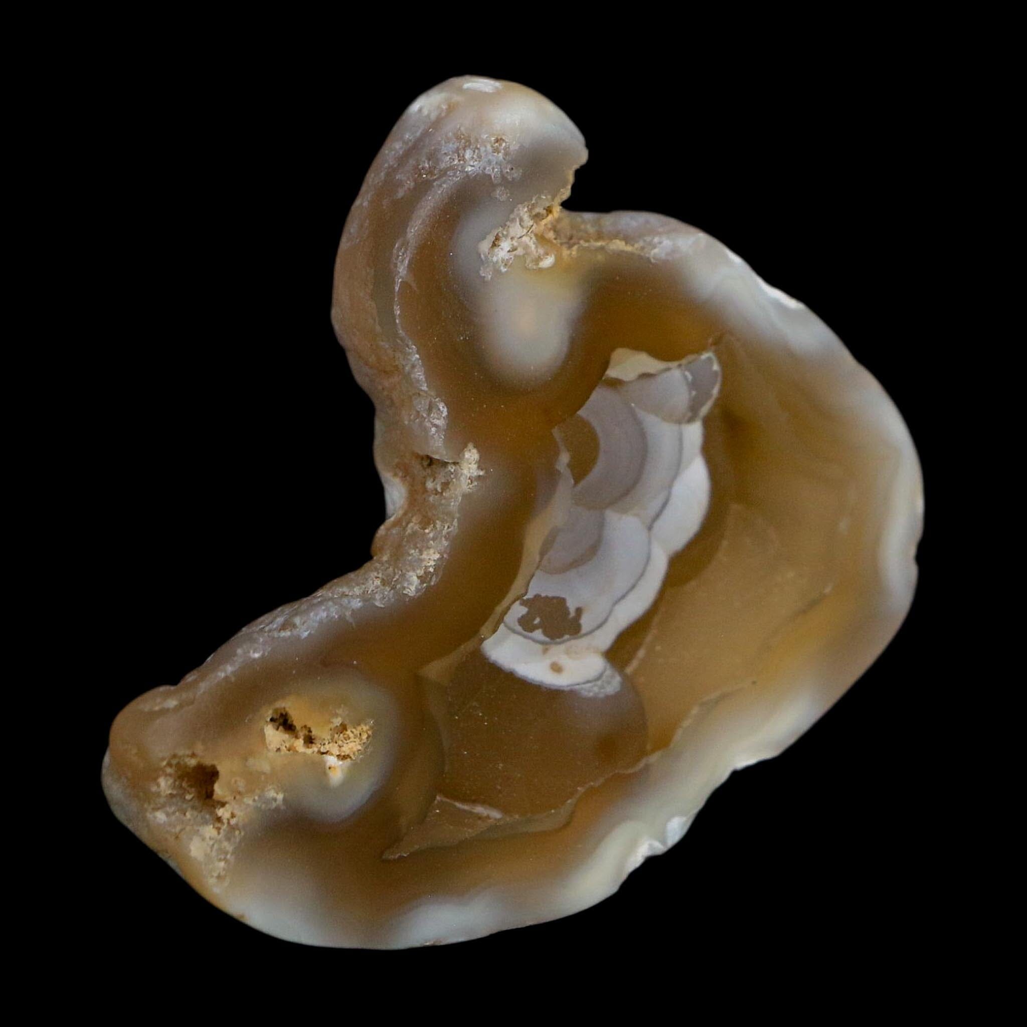 2.1" Agatized Coral Slab Fossil Oligocene and Miocene Epochs Tampa Bay Florida - Fossil Age Minerals