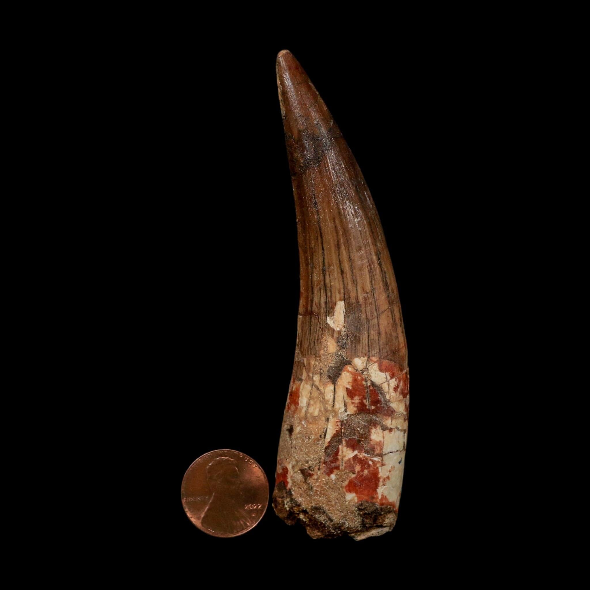 XL 3.8" Spinosaurus Fossil Tooth 100 Million Years Old Cretaceous Dinosaur COA - Fossil Age Minerals