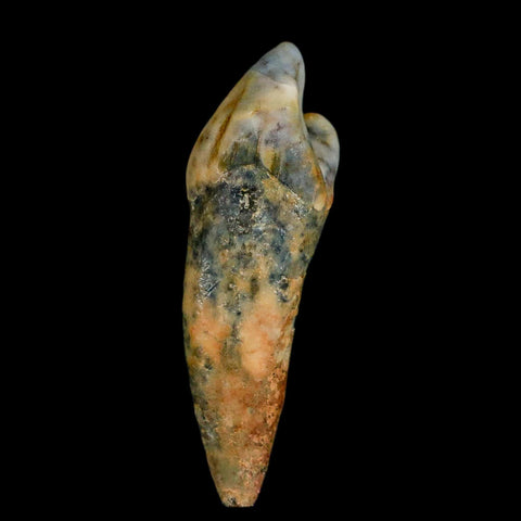 1.5" Extinct Cave Bear Ursus Spelaeus Incisor Tooth Rooted Pleistocene Age COA, Stand